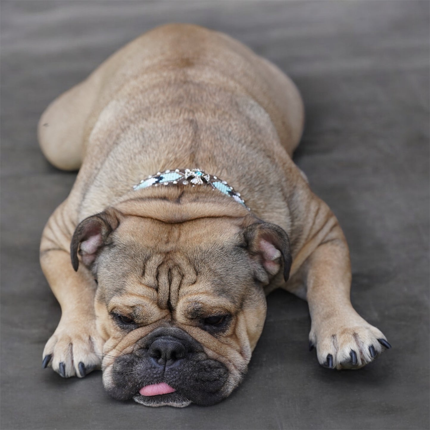 Trendy Dog Collars Beaded Leather Belts High Quality Craft Belts.